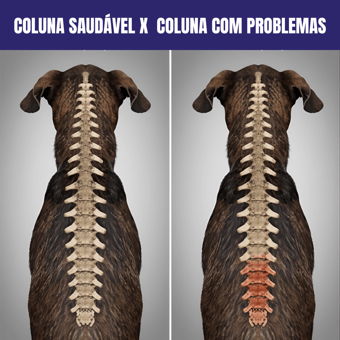 Hérnia de disco em cachorro: sintomas, causas e como tratar - Bionicão ...