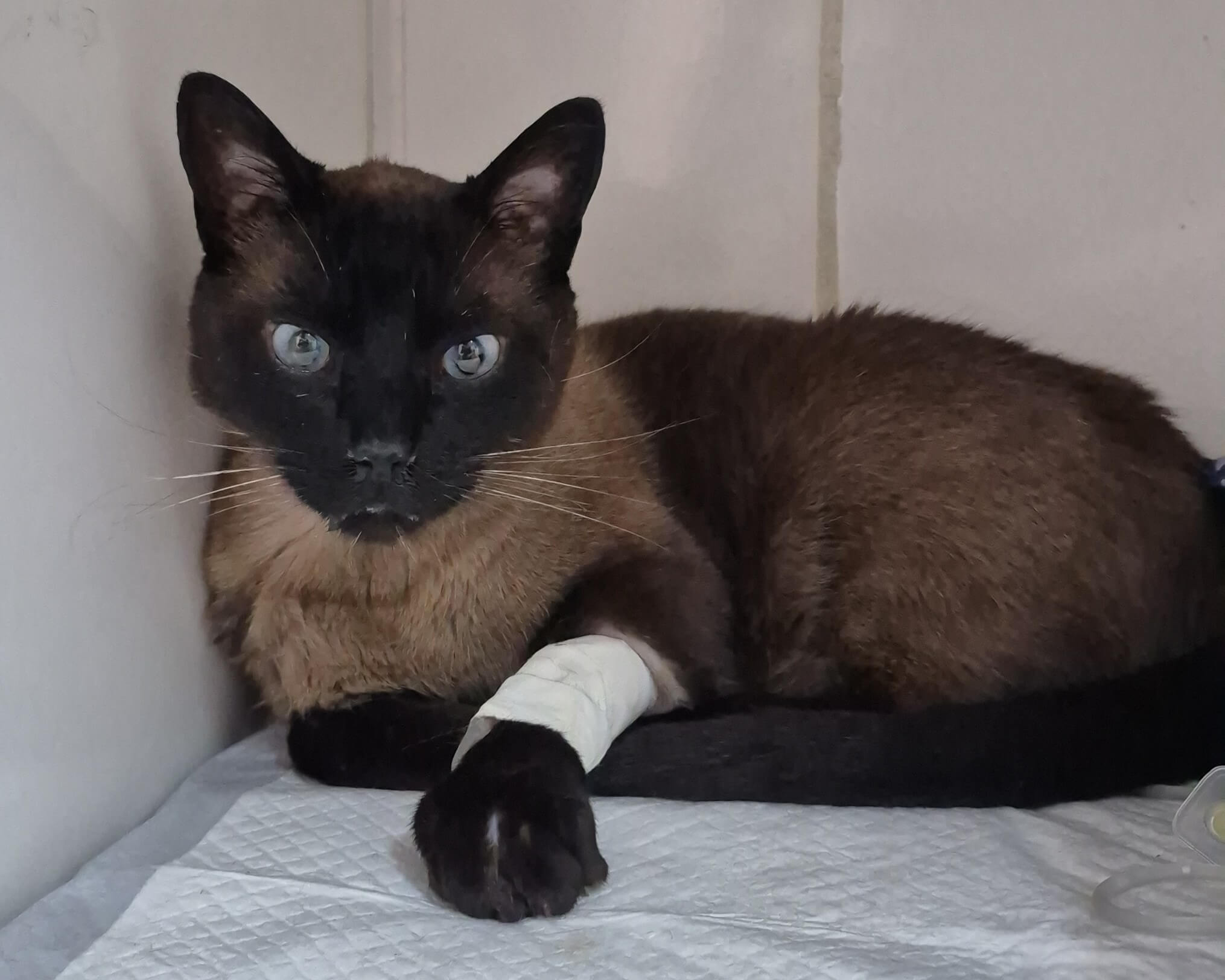Gato envenenado: sintomas, causas e o que fazer para salvar seu pet ...
