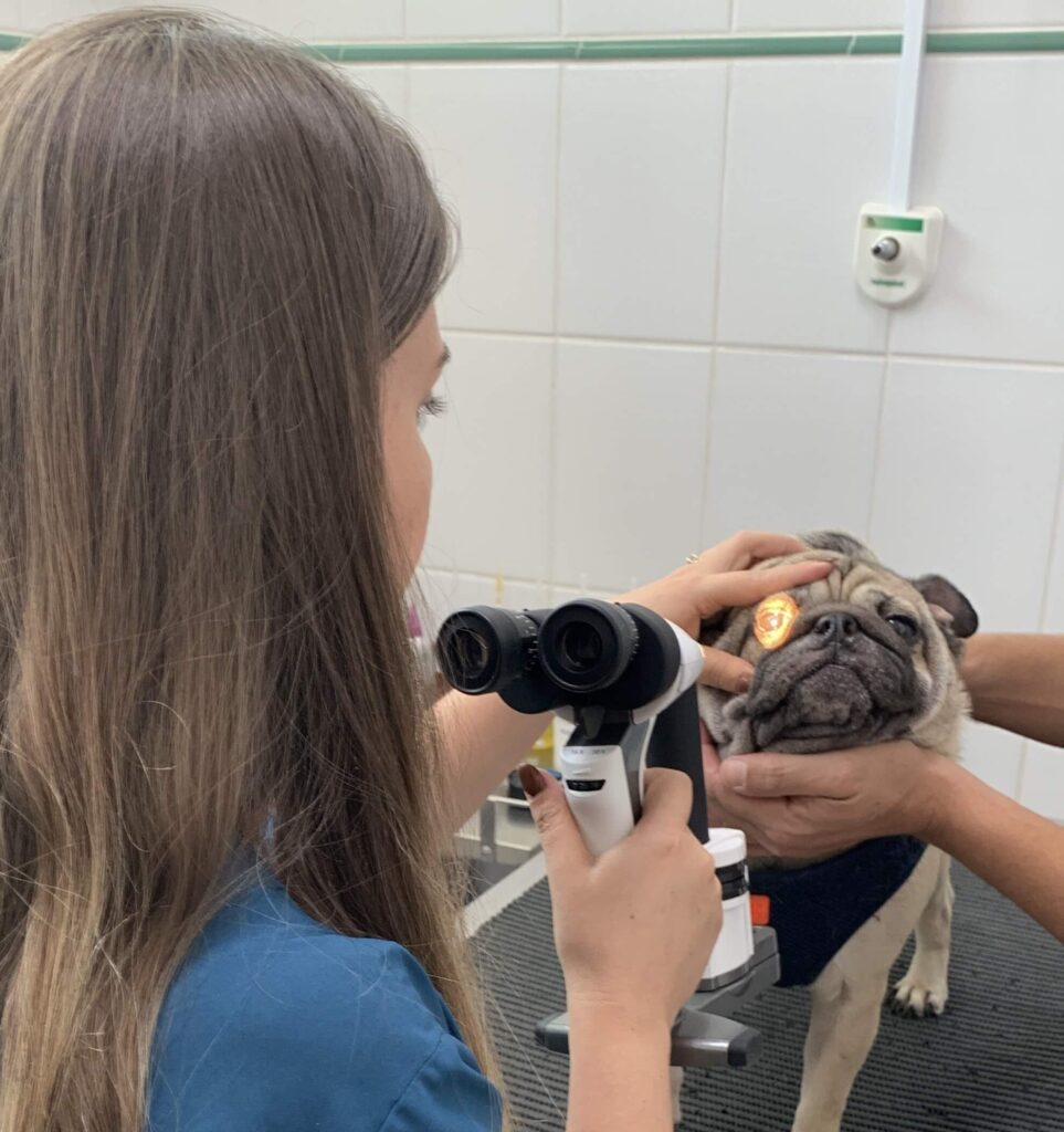 MÉDICO VETERINÁRIO OFTALMOLOGISTA FAZENDO EXAME NOS OLHOS DE UM CÃO DA RAÇA PUG