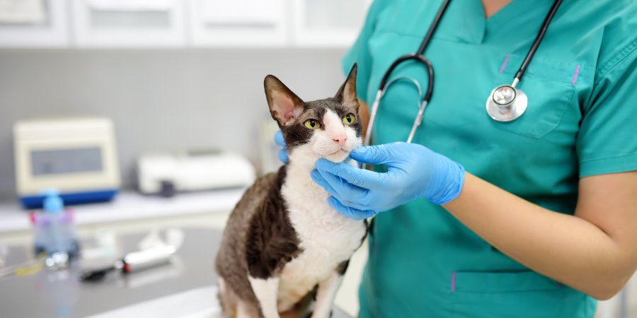 Anestesia - Hospital Veterinário 24 Horas Sorocaba - Bionicão