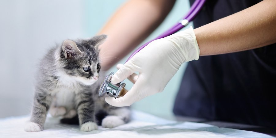 Cardiologia - Hospital Veterinário 24 Horas Sorocaba - Bionicão