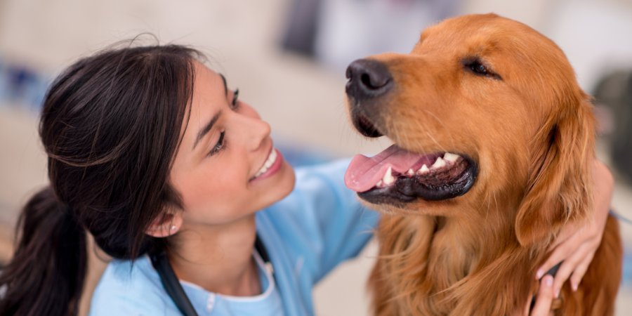 Checkup Completo - Hospital Veterinário 24 Horas Sorocaba - Bionicão