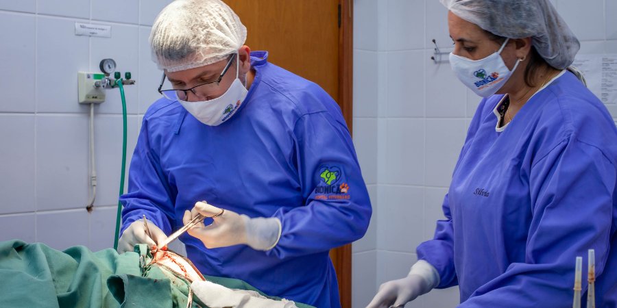 Cirurgia para Cães e Gatos - Hospital Veterinário Bionicão em Sorocaba São Paulo