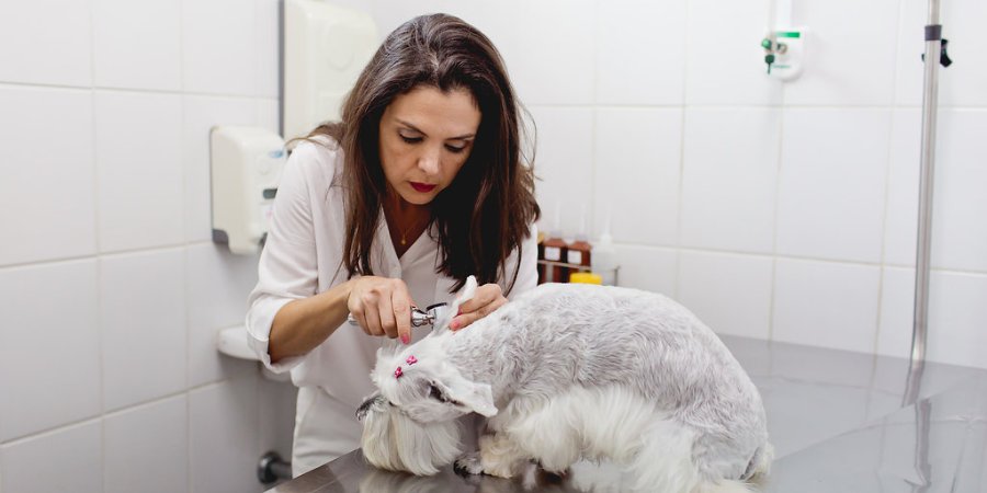 Dermatologia - Hospital Veterinário 24 Horas Sorocaba - Bionicão