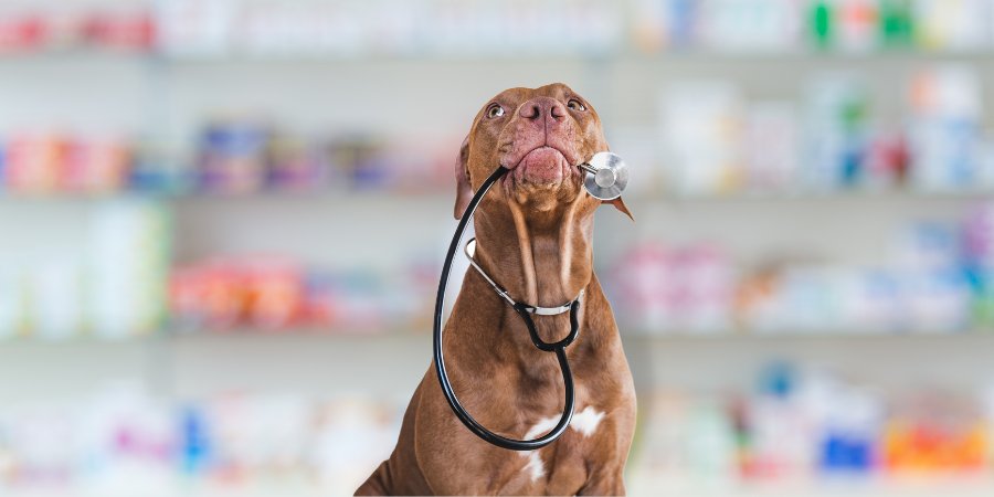 Bionicão Hospital Veterinário - Farmácia Veterinária e Laboratório Veterinário - Sorocaba São Paulo