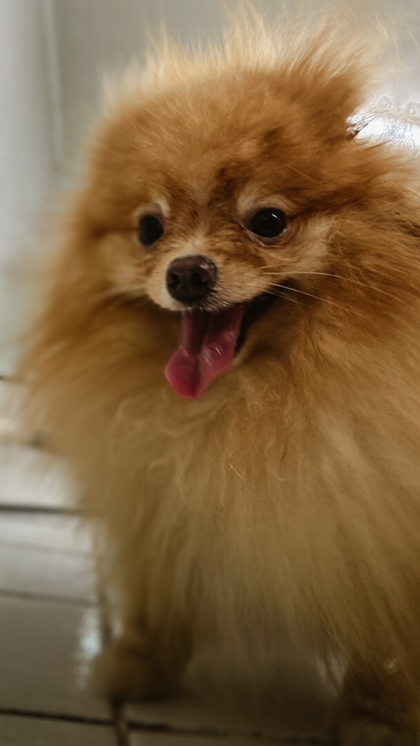 Hospital Veterinário Bionicão em Sorocaba São Paulo