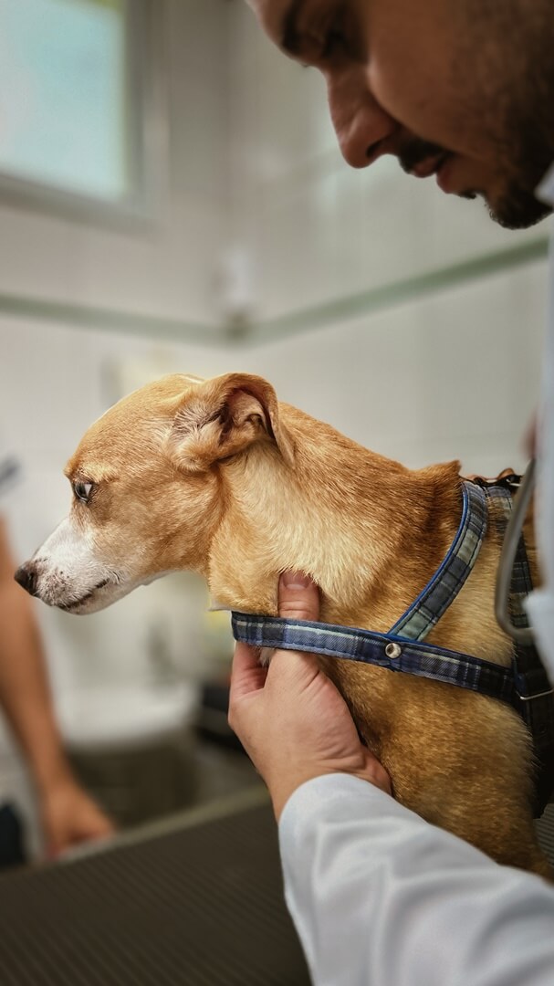 Hospital Veterinário Bionicão em Sorocaba São Paulo