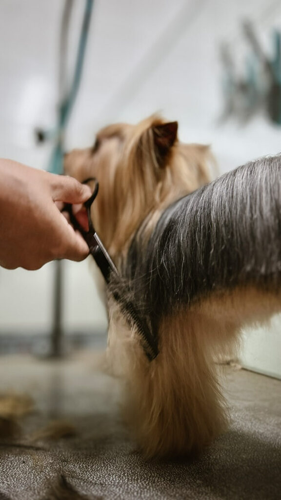 Hospital Veterinário Bionicão em Sorocaba São Paulo