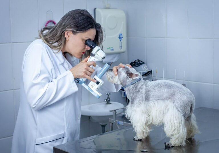 Hospital Veterinário Bionicão em Sorocaba São Paulo