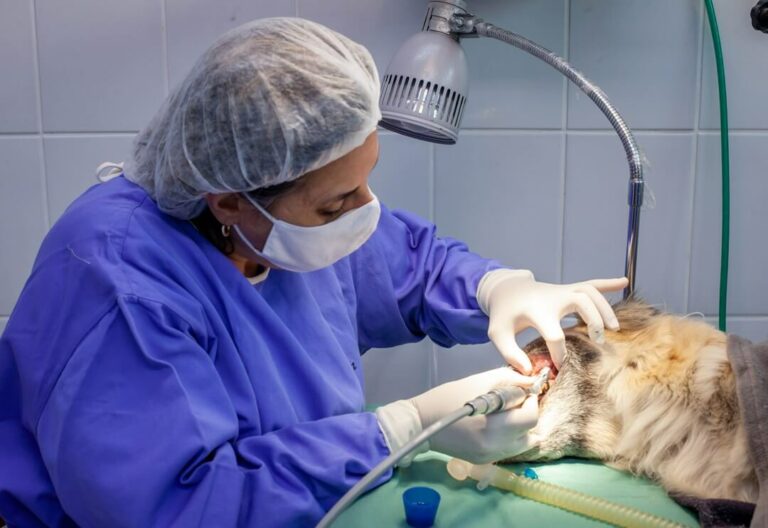 Hospital Veterinário Bionicão em Sorocaba São Paulo