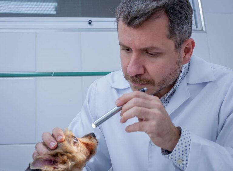 Hospital Veterinário Bionicão em Sorocaba São Paulo