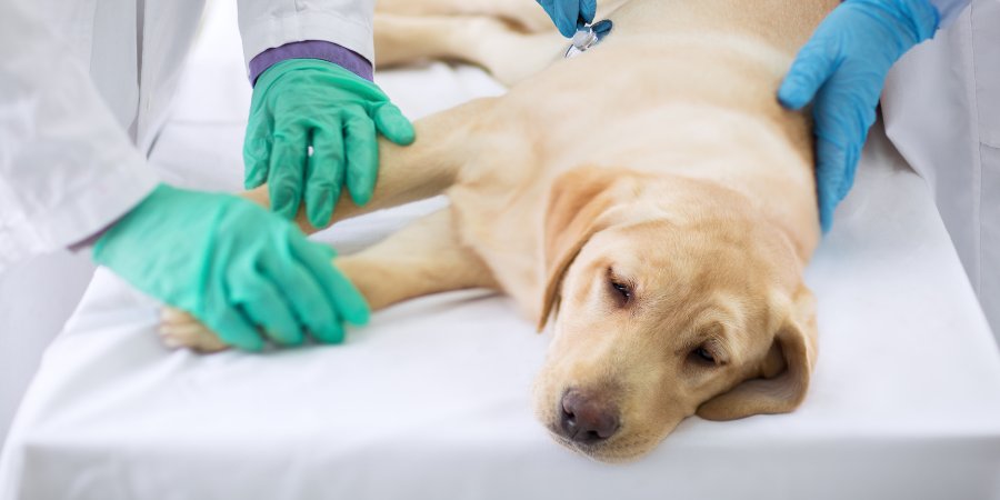 Internamento Intensivo 24 Horas - Hospital Veterinário Bionicão - Sorocaba São Paulo