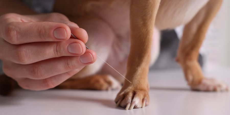 Medicina Integrativa - Hospital Veterinário 24 Horas Sorocaba - Bionicão