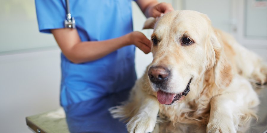 Neurologia - Hospital Veterinário 24 Horas Sorocaba - Bionicão