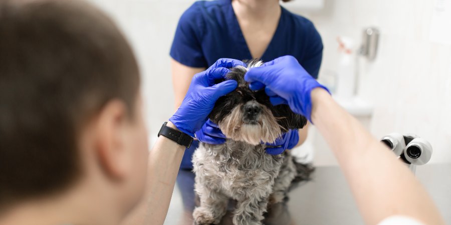 Banho e Tosa 24 Horas - Hospital Veterinário São Paulo Clinica