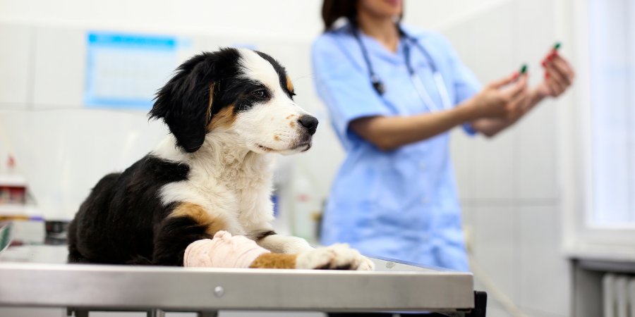 Oncologia - Hospital Veterinário 24 Horas Sorocaba - Bionicão