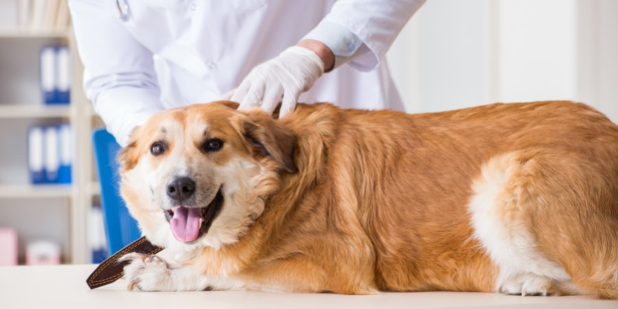 Plantão 24 Horas - Bionicão Hospital Veterinário - Sorocaba - São Paulo