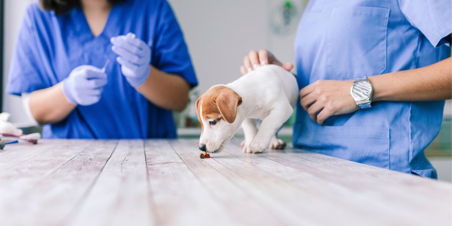 Bionicão Hospital Veterinário - Vacina para Cachorro e Vacina para Gato - São Paulo