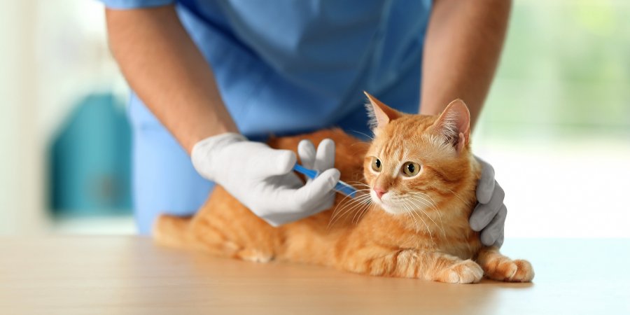 Vacina para Gatos em São Paulo - Bionicão Hospital Veterinário 24 Horas