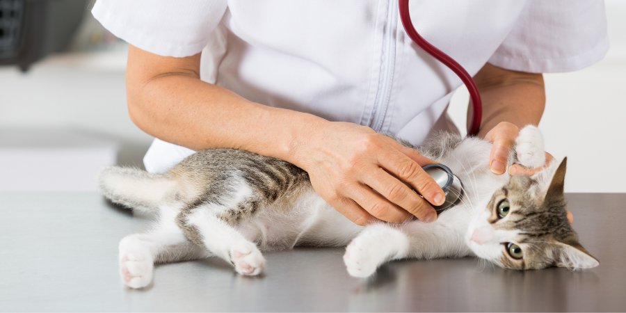 Medicina Felina - Hospital Veterinário 24 Horas Sorocaba - Bionicão