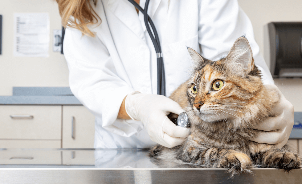 Check-up completo: porque seu pet deveria fazer