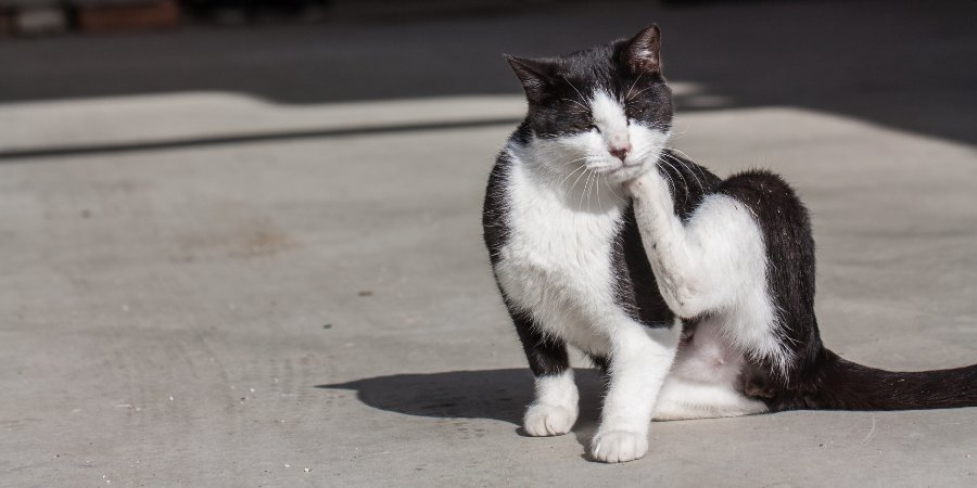 Como prevenir Pulgas e Carrapatos em seu Animal de Estimação