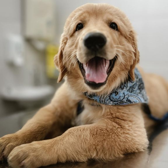 Hospital Veterinário Bionicão em Sorocaba São Paulo