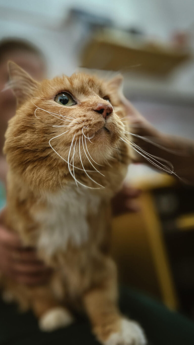 Hospital Veterinário Bionicão em Sorocaba São Paulo