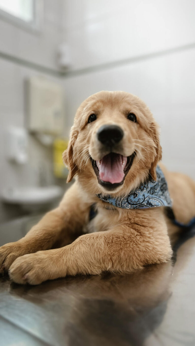 Hospital Veterinário Bionicão em Sorocaba São Paulo