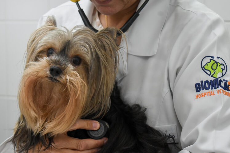 Hospital Veterinário Bionicão em Sorocaba São Paulo