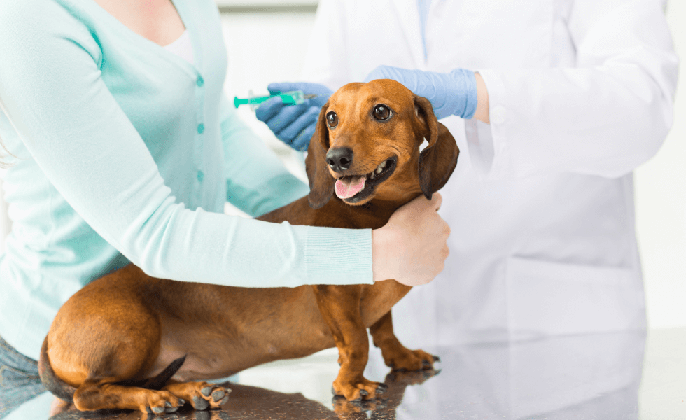 A Importância da Vacinação e os Principais Tipos para Cães e Gatos