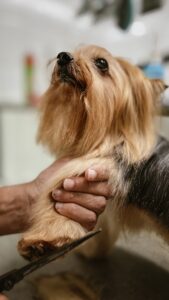 Hospital Veterinário Bionicão em Sorocaba São Paulo