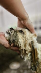 Hospital Veterinário Bionicão em Sorocaba São Paulo