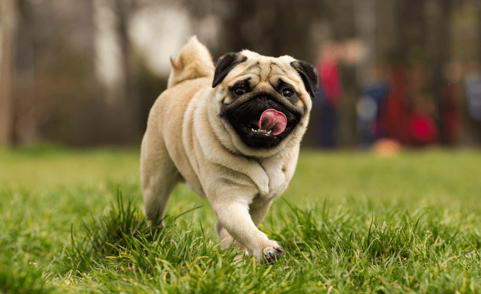 Pug: Tudo que Você Precisa Saber