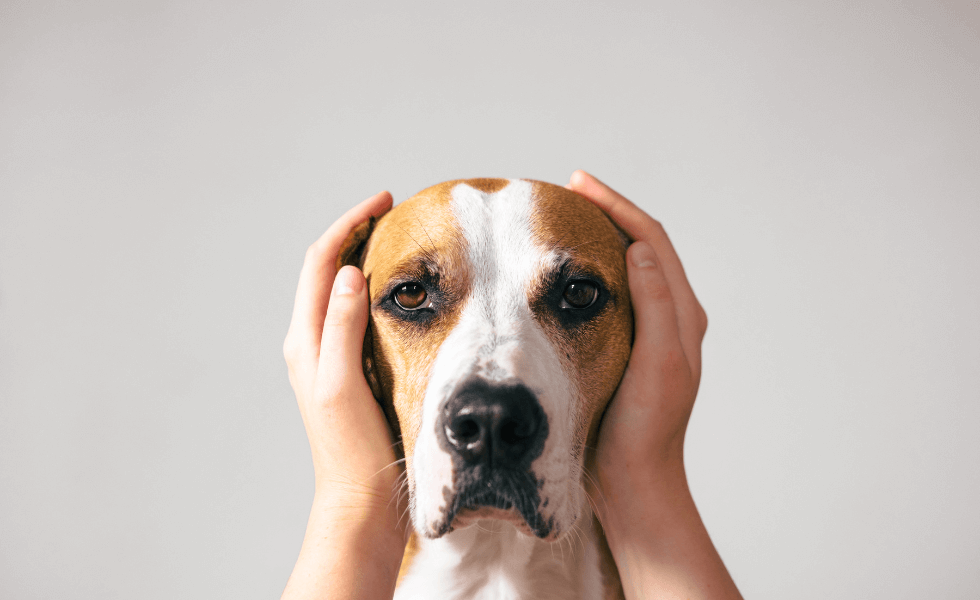 Barulhos Fortes: Como Ajudar Seu Pet nesses Momentos