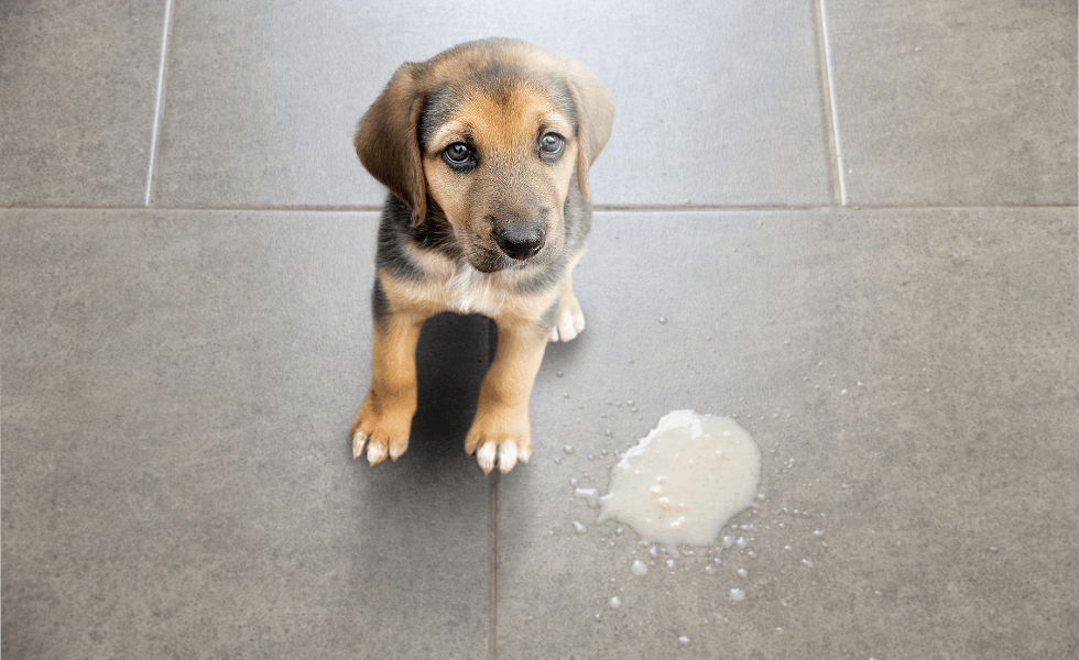 Vômito, Diarreia e Falta de Apetite em Cachorro e Gato